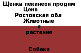 Щенки пекинеса продам › Цена ­ 4 000 - Ростовская обл. Животные и растения » Собаки   . Ростовская обл.